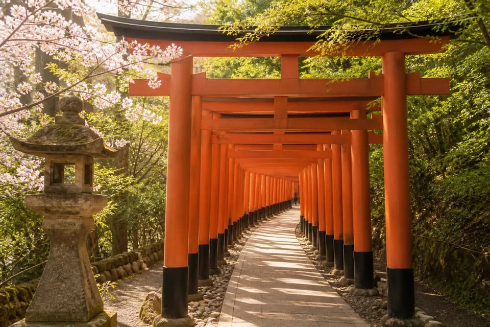 A path through red torii gates surrounded by cherry blossoms